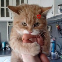 Алексей Backstab