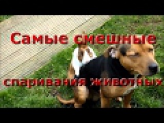 Самые смешные спаривания животных подборка 2017 Funny animal mating compilation