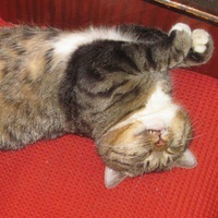 Любовь Штуба