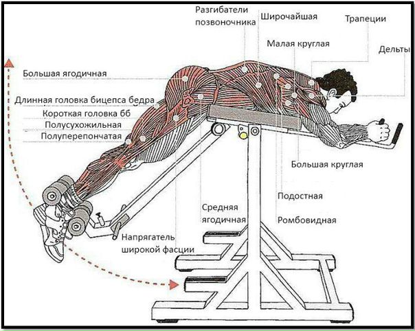 Обратная гиперэкстензия. Изучаем все тонкости и секреты.