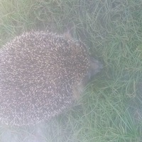 Алексей Лукьяненко |