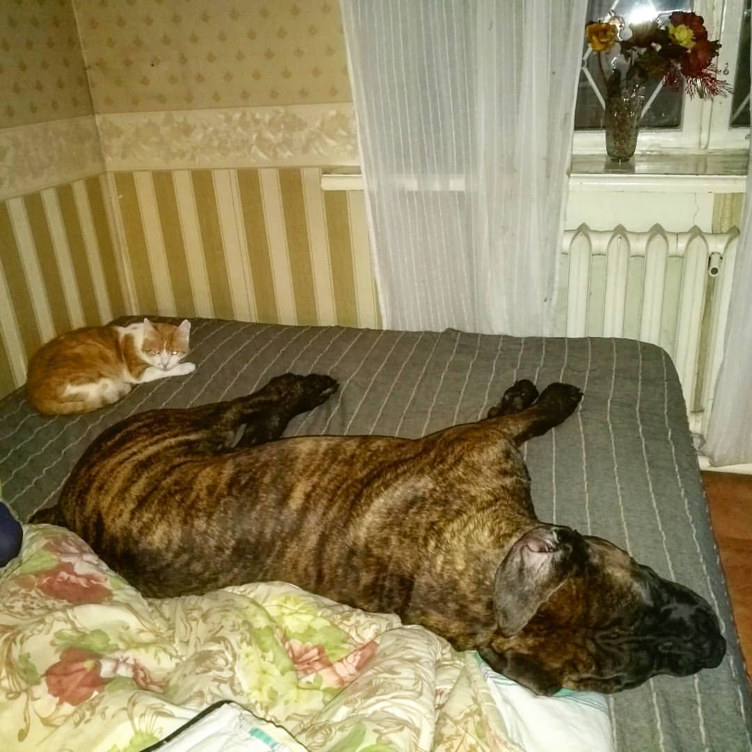 https://pp.userapi.com/c837325/v837325008/31c32/9JwFzYDoAVk.jpg