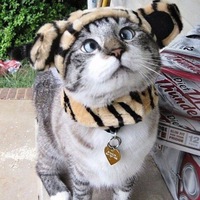 Саня Райден