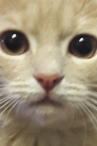 Обломов Илья