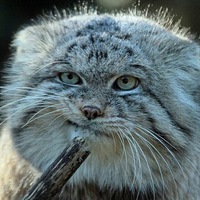 Михаил Разинкин