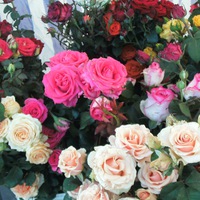 Юрий Латышев | Погар