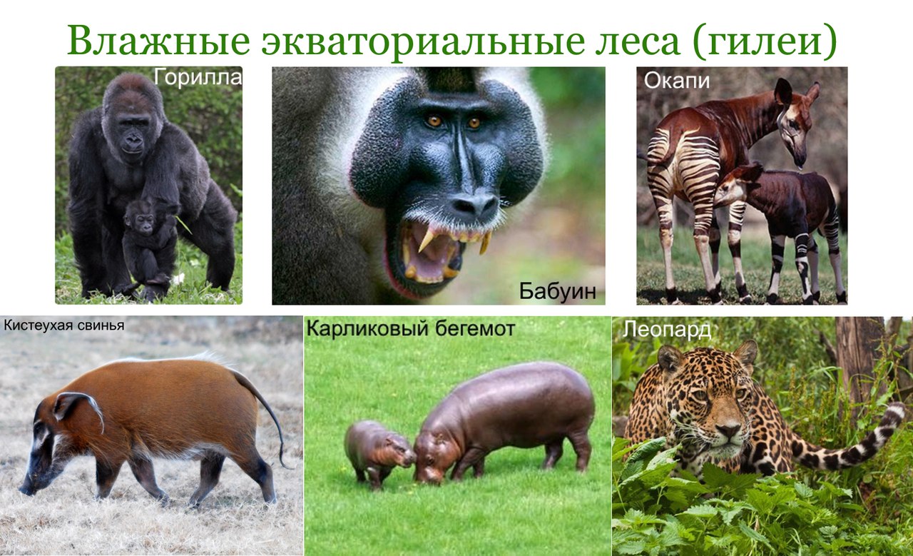 Животный и растительный мир байкала фото