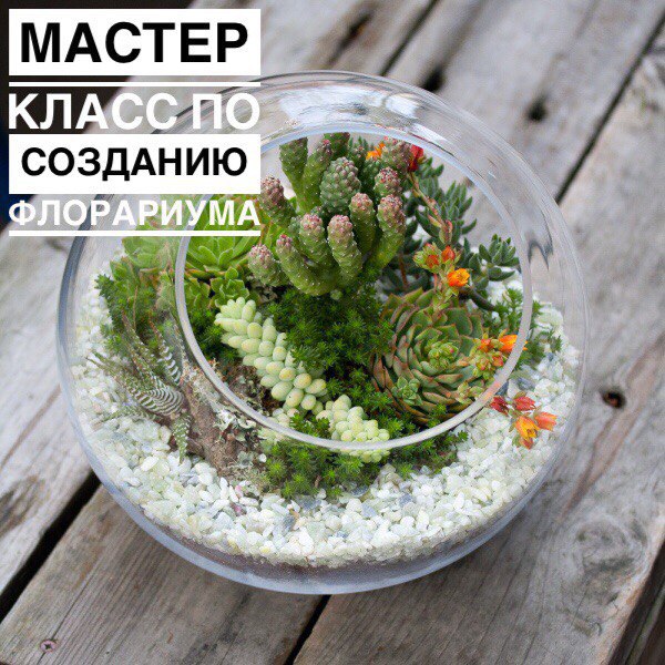 Афиша Ростов-на-Дону Мастер-класс по изготовлению флорариумов "Мир за