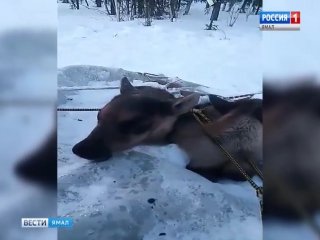Мимими олененок