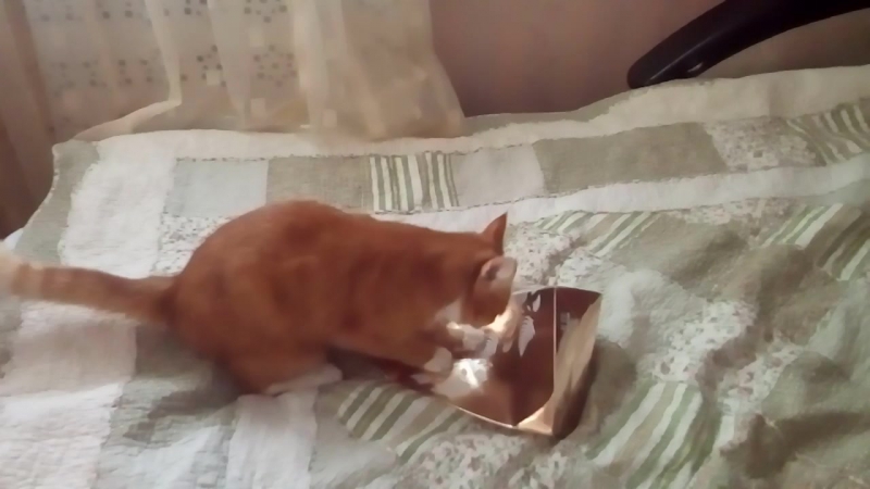 муся чекнулась