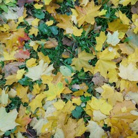 Надежда Бахонова