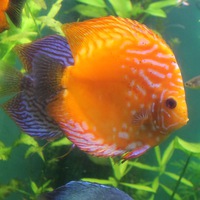 Виктория Хамутянская