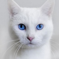 Надежда Самойлова | Москва