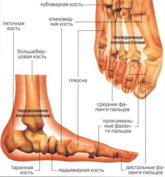 КОМПЛЕКС УПРАЖНЕНИЙ ДЛЯ ЛЕЧЕНИЯ ПЛОСКОСТОПИЯ. 