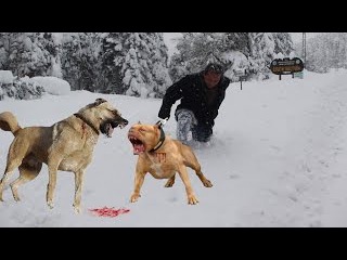 KANGAL mı PİTBULL mu ( sizce hangisi ) ''kangal vs pitbull'' power pitbull vs kangal ''dog attack''