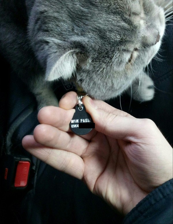 Поговорим о кошках43