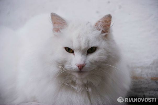 Итальянка подала в суд на соседку из-за кота, который вел двойную жизнь: 