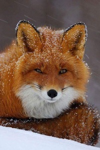 Віталій Дронжевський