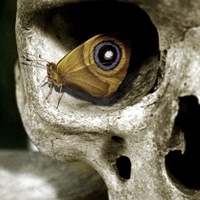 Орех Волшебный