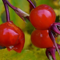 Зоя Сонькина