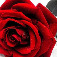 Анна Чибисова |