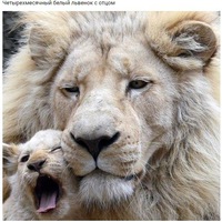 Донёр Абдурахманов  ищи