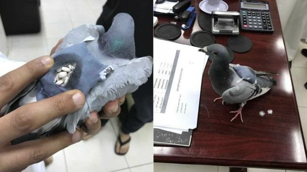 В Кувейте поймали голубя c полным рюкзачком наркотиков