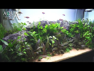 Aquascaping Lab - Tutorial Natural planted Aquarium
