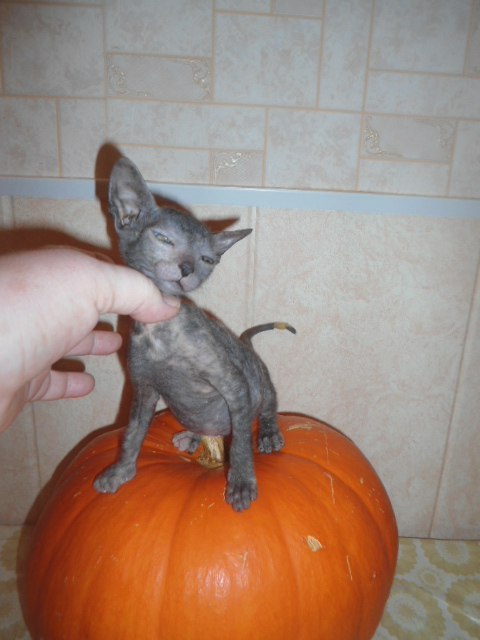 Кошки в нашей жизни. Кошки и все, что с ними связано.