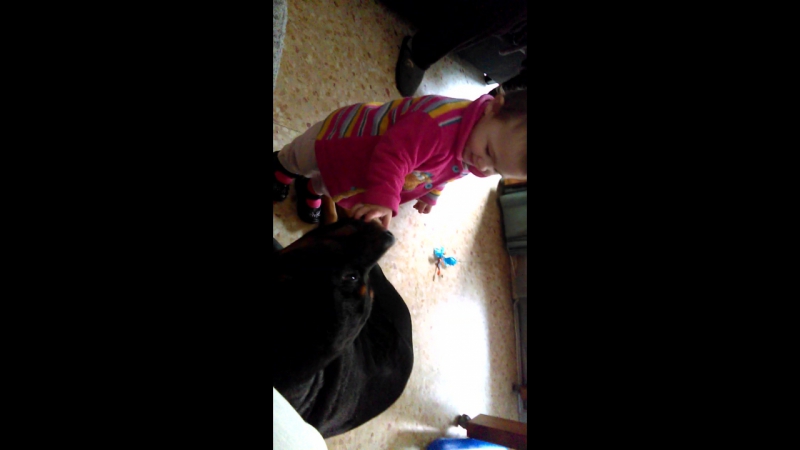 Cuando el perro esta acostumbrado ya