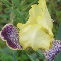 Юлия Попенкер