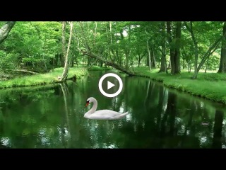 ♫ Эдвард Григ-Утро в лесу ~ Edward Grieg - Morning in the Forest
