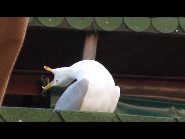 Чайка смеётся|The Seagull laughs