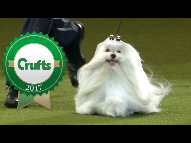 eukanuba show 2017 видео eukanuba eukanuba show 2017 видео eukanuba
