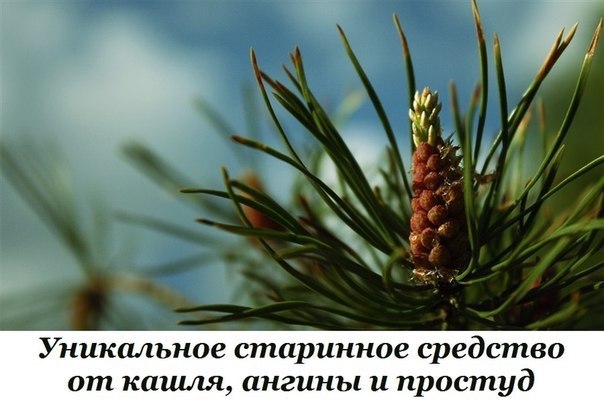 Уникальное старинное средство от кашля, ангины и простуд 