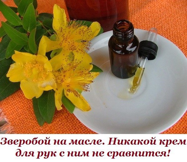 Зверобой на масле. 