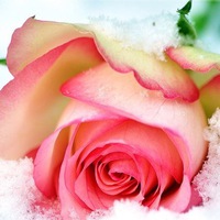 Светлана Привалова | Нижние Серогозы