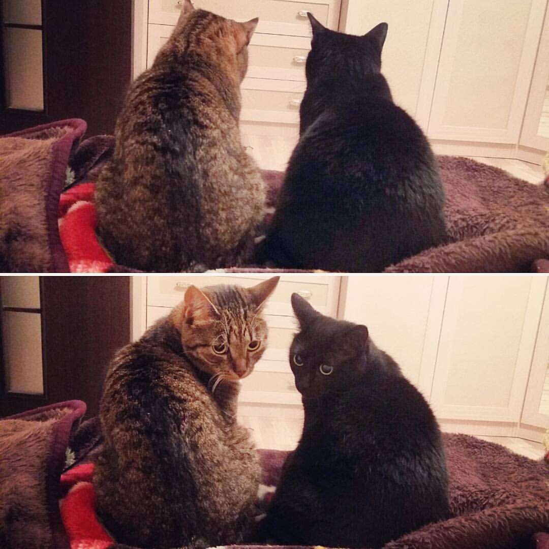 Кошки в нашей жизни. Кошки и все, что с ними связано.