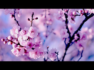 Healing Chinese ZEN music of Anxiety & Stress | To pacify the body & Mind | Relax Music