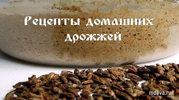 Как приготовить домашние дрожжи Как приготовить домашние дрожжи