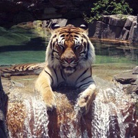 Ринат Ибрагимов