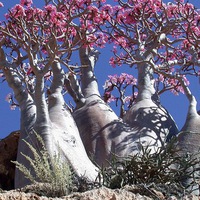 Виктория Ермолаева |