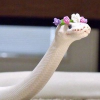 Александра Невская