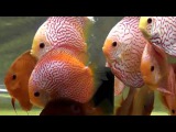 Super Melon discus from Chai Discus Farm HD