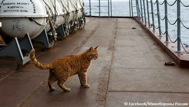 Минобороны показало новые фото кота Сергея Ивановича: 