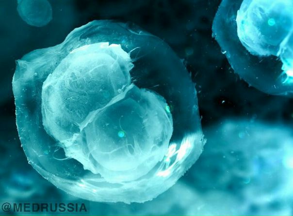 ЯИЧНИК, СОЗДАННЫЙ 3D ПРИНТЕРОМ, ВЕРНУЛ МЫШИ ВОЗМОЖНОСТЬ ИМЕТЬ ПОТОМСТВО