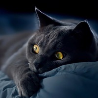 Максим Кузнецов