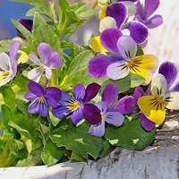 Светлана Котельникова | Реж