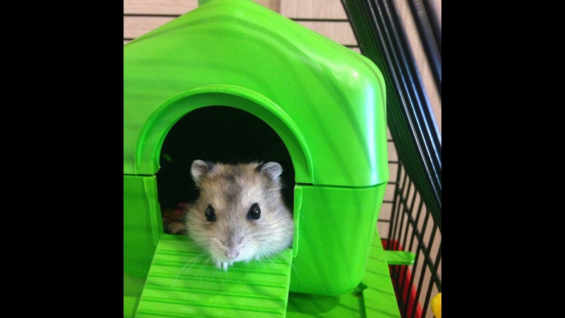 Хомяк-альпініст 🐀👍