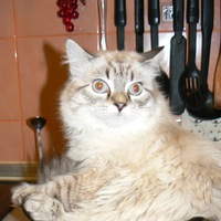 Юлия Копытова